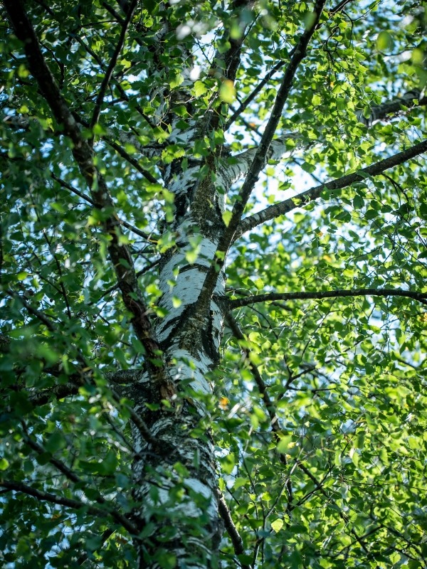 River Birch image