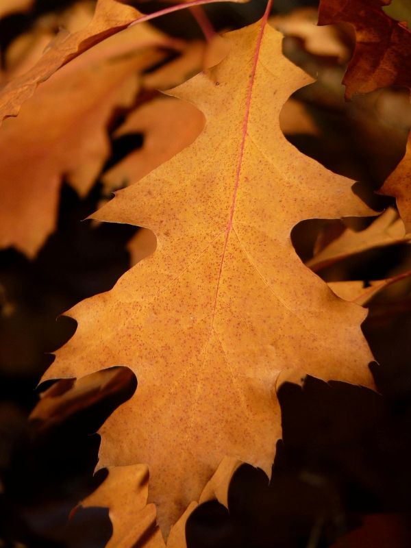 Northern Red Oak image