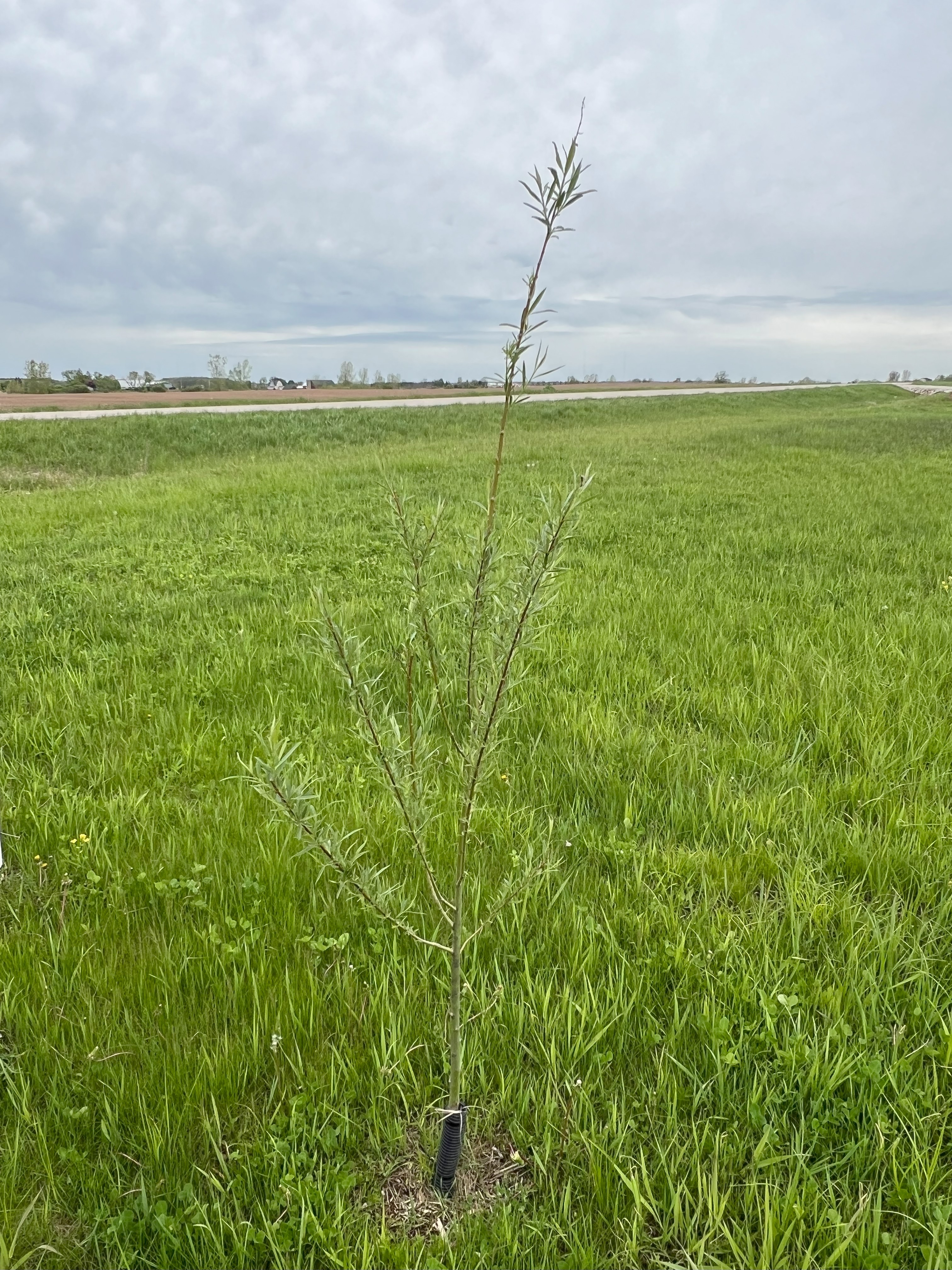 Austree Willow image