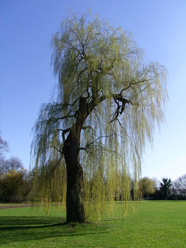 Weeping Willow image
