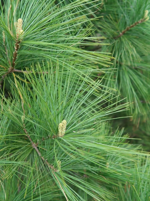 Eastern White Pine