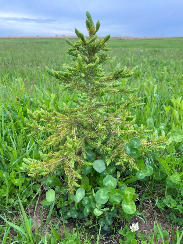 Black Hills Spruce image