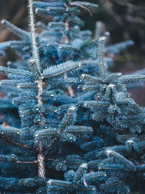 Blue Spruce