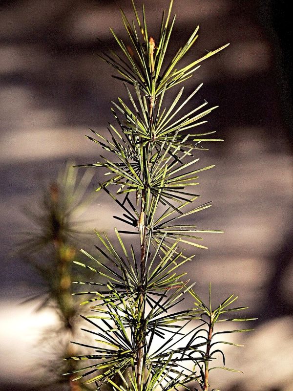 Tamarack image